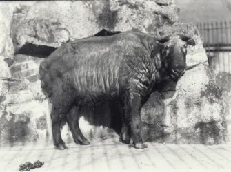 Takin, également connu sous le nom de chamois bovin ou chèvre gnou, au zoo de Londres